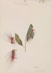 Anthelid rose, Chenuala helispis